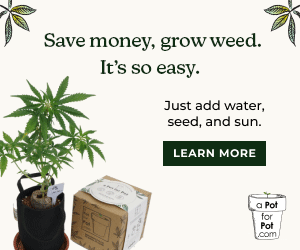 Auto-flower seeds