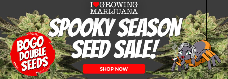 bogo cannabis seeds